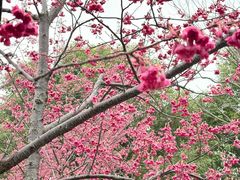 -自然谷恐龙园