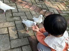 -合肥滨湖国家森林公园