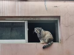 -青藏高原野生动物园