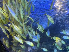 -太平洋海底世界