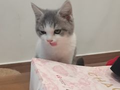 -楼上猫咖(罗湖店)