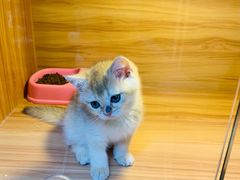 -猫十亿·布偶金渐层·曼基康矮脚猫舍(青年路店)
