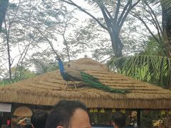 -西双版纳勐泐文化旅游区