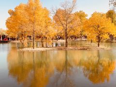 -金塔沙漠胡杨林景区