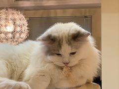 -滚猫咖啡·猫咖·猫友好撸猫(未来城店)