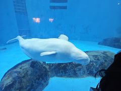 -海合安成都极地海洋公园