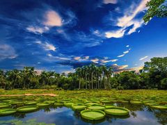 -中国科学院西双版纳热带植物园