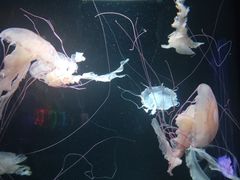 -成都浩海立方海洋公园