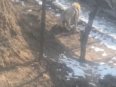 -石家庄市动物园