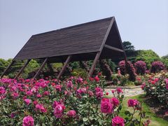 -上海滨江森林公园