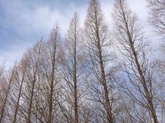 -黄海国家森林公园