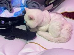 -关爱动物医院·心脏·中兽医·异宠(金牛路分院)