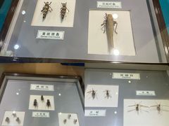 -上海昆虫博物馆