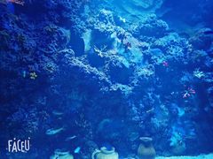 -芜湖新华联大白鲸海洋公园