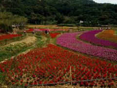 -清溪大王山森林公园