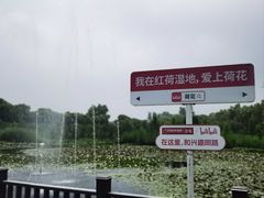 -滕州微山湖红荷湿地景区