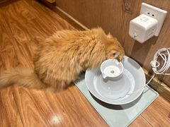 -MOCHA明星猫咖(田子坊店)