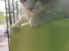 -乐琪宠物医院·犬猫专科·骨外科·急重症