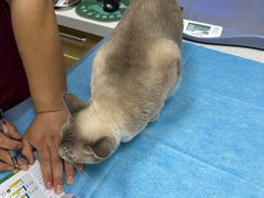 -芭比堂动物医院·CT·微创中心(新顺分院)