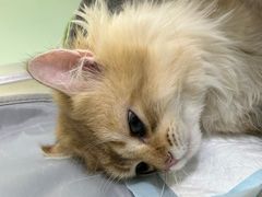 -汪喵宠物医院·骨科心脏影像·犬猫急重症ICU诊疗中心(成华分院)