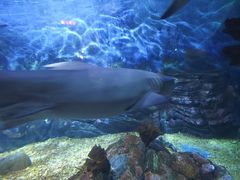 -烟台海昌鲸鲨海洋公园