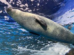 -上海海洋水族馆