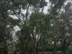 -九龙公园