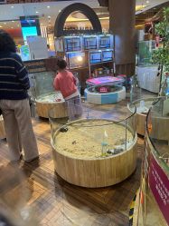 -卡通尼·Safari非洲探索乐园·生日会(金桥国际商业广场店)