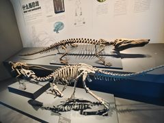 -自贡恐龙博物馆