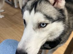 -Husky Go! 哈士奇体验馆·宠物咖啡厅狗咖