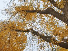 -三里屯东五街银杏大道