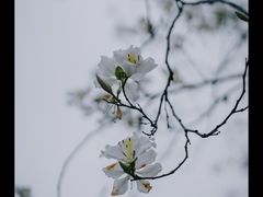 -广东花都湖国家湿地公园