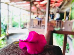 -卷心菜和避孕套餐厅(Pattaya)