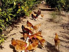 -粮心小农·大头虾亲子生态园(长发店)