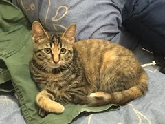 -萌兽医馆·宠物医院·猫骨科(创景店)