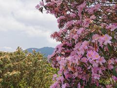 -梧桐山风景名胜区