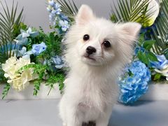 -BABIT巴比特宠物(MOMOPARK店)