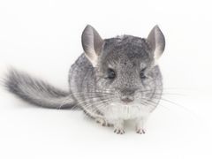 -龙猫仔乐园(惠福东路店)