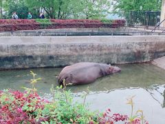 -合肥野生动物园