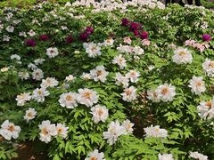 -石家庄市植物园