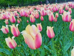 -长春公园(普阳街道)