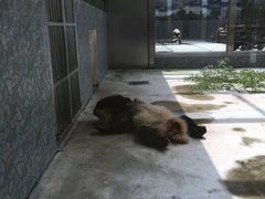 -西安秦岭野生动物园