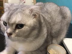 -猫小院猫主题咖啡厅(北锣店)