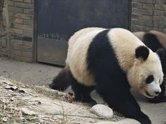 -都江堰中华大熊猫苑