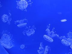 -芜湖新华联大白鲸海洋公园