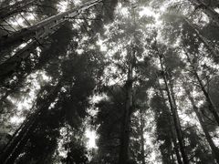 -武陵山森林公园