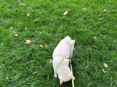 -宠福鑫康馨动物医院·骨科·眼科