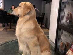 -百好乐宠物友好餐厅(朝外大街店)