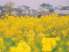 -杭州湾海上花田景区