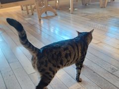 -猫的天空之城概念书店(丽江古城饮玉巷店)